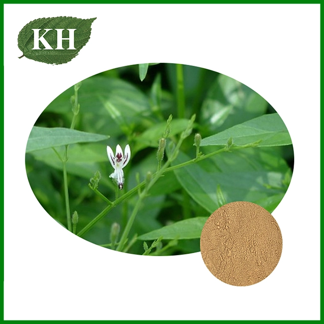 Andrographis Paniculata Extract